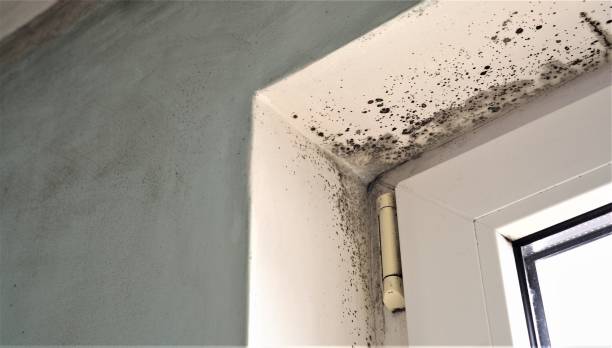 Best Environmental Consulting for Mold Prevention  in Lampeter, PA