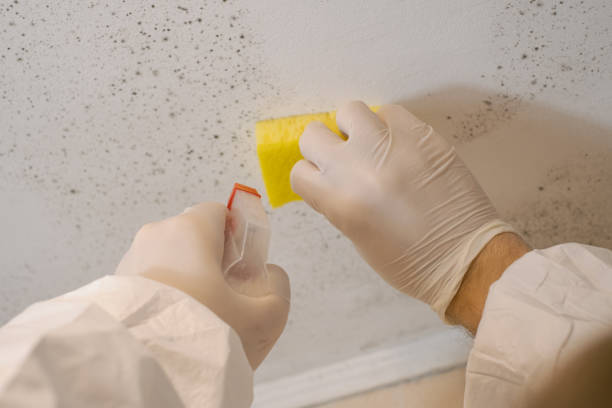 Professional Mold Removal in Lampeter, PA
