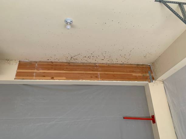 Best Mold Remediation for Healthcare Facilities  in Lampeter, PA