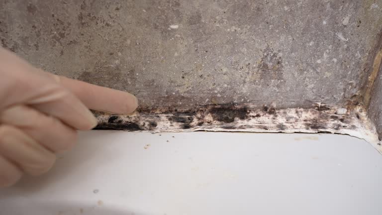 Best Black Mold Removal  in Lampeter, PA
