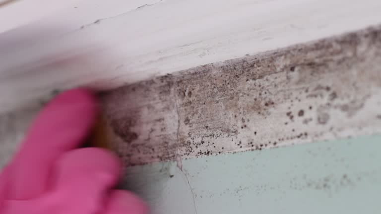 Best Mold Odor Removal Services  in Lampeter, PA